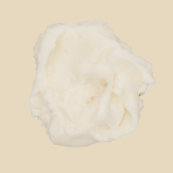 Sizilianische ZITRONE